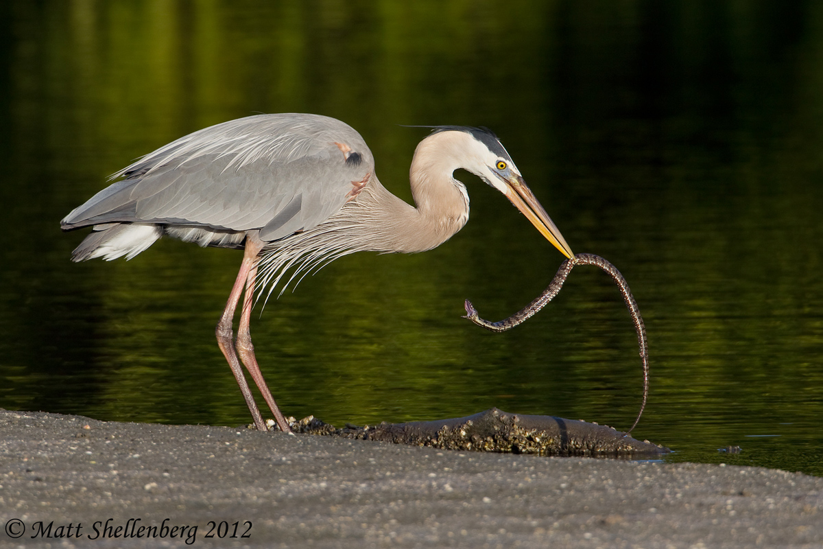 GB Heron with Snake