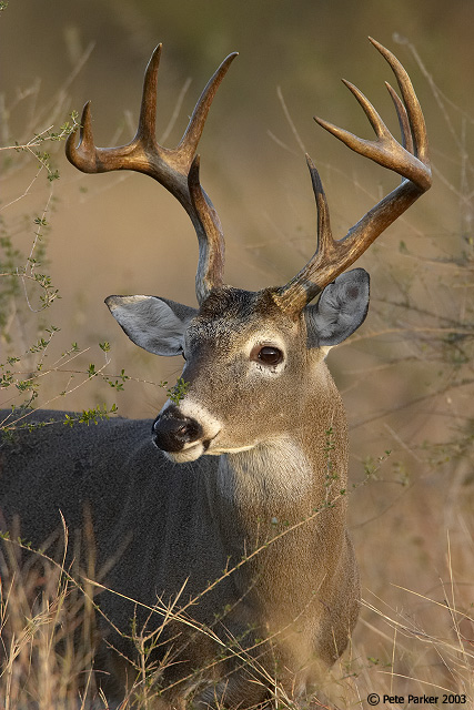 Alert Buck