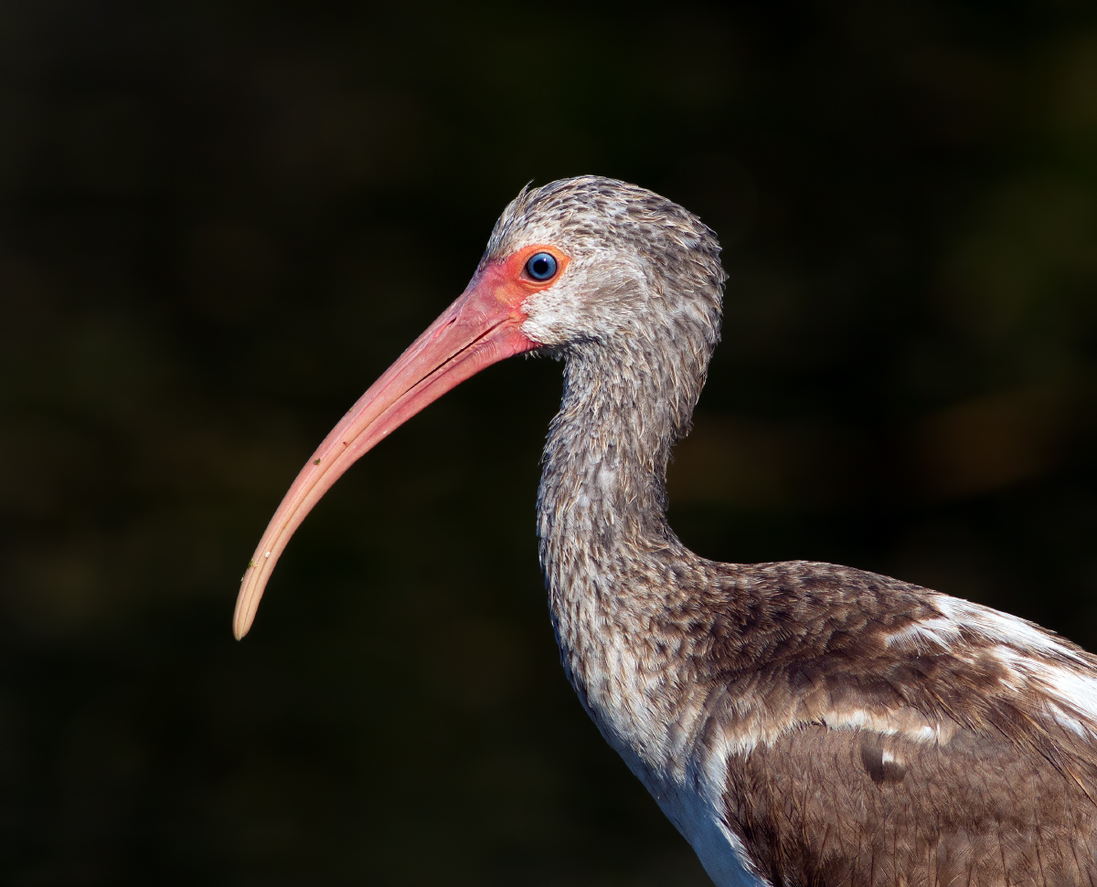 Juv. White Ibis