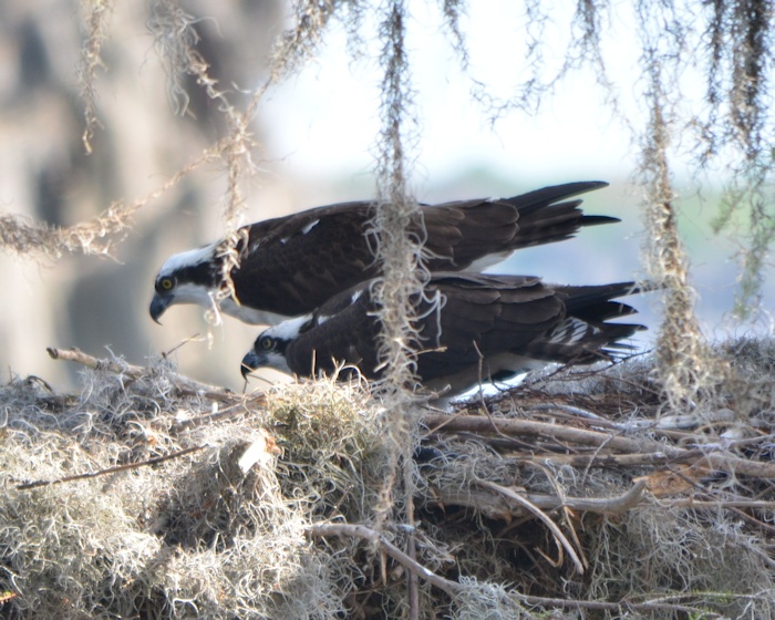 mom and pop on nest