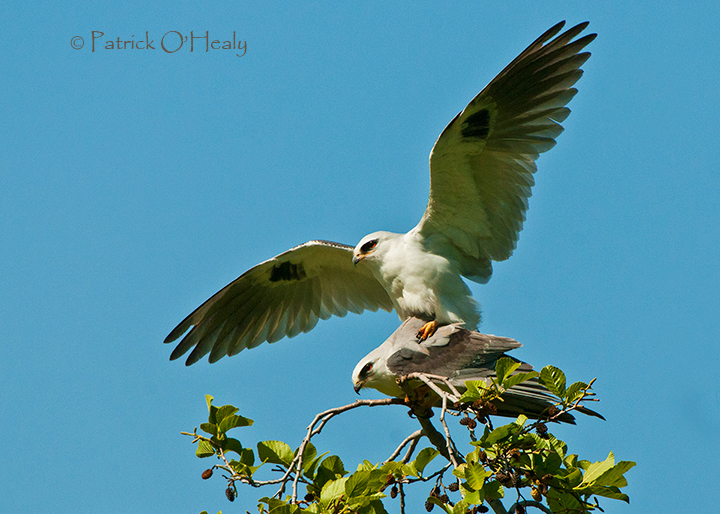 White Tail Kites