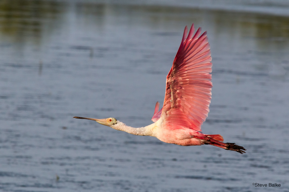 Roseate Spoonbill