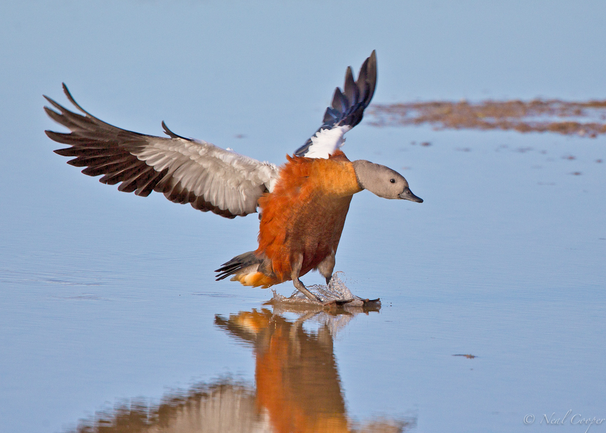 Shelduck