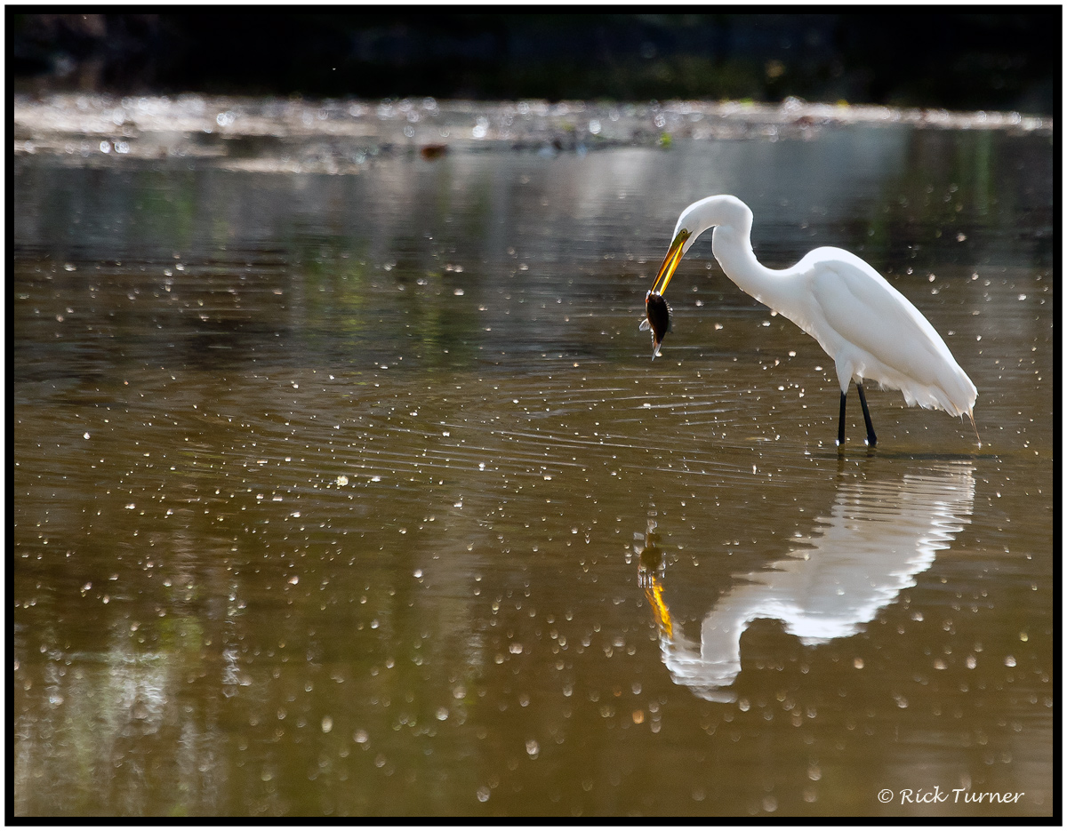 Lunch of the Creek