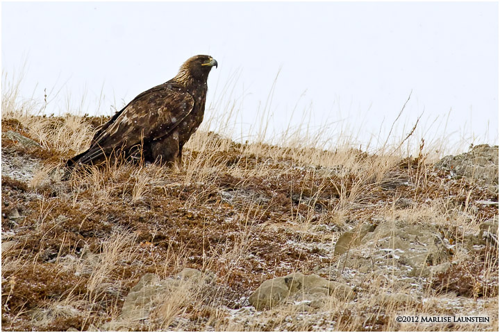 Winter Golden Eagle