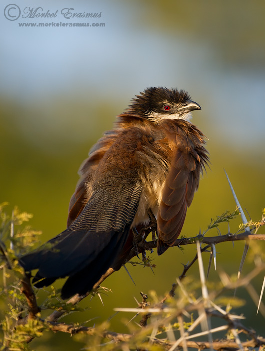 Burchell's Coucal