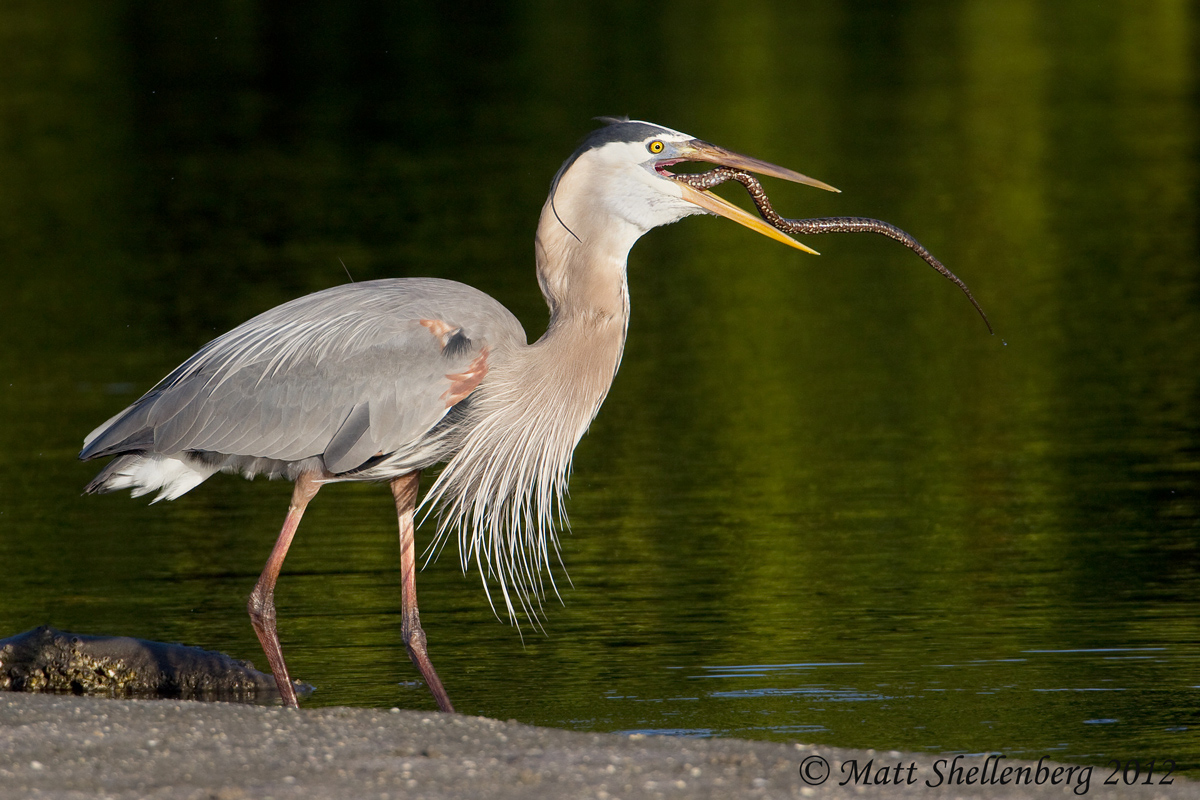 GB Heron with Snake Pt 2