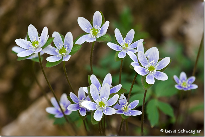 Hepatica