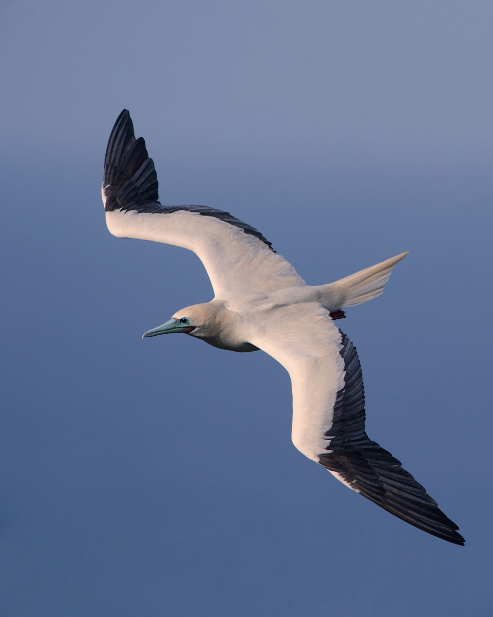 Red-footed Booby