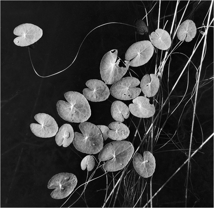 lilies