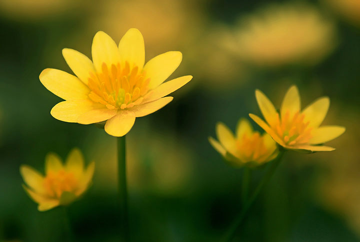 Fiig Buttercups