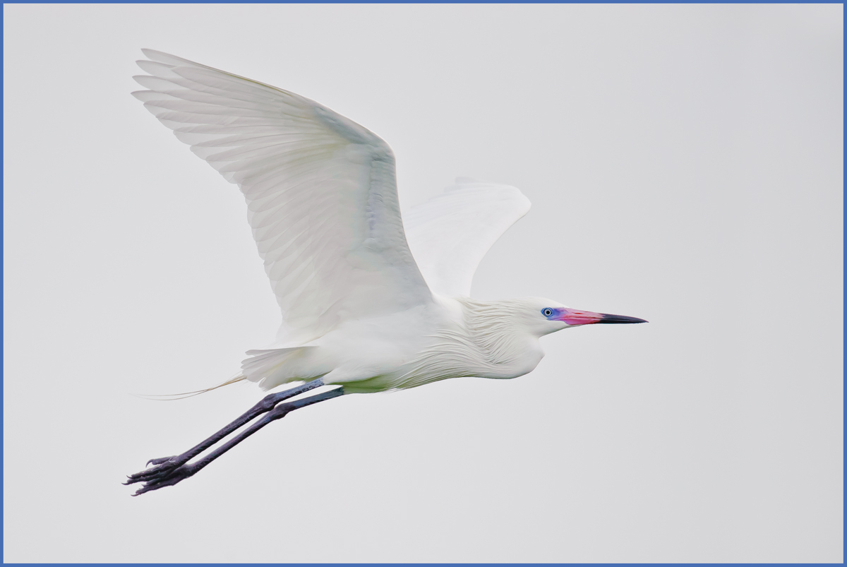 White Morph Reddish Egre
