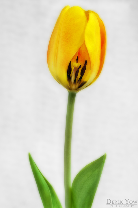 Tulip II (+repost)