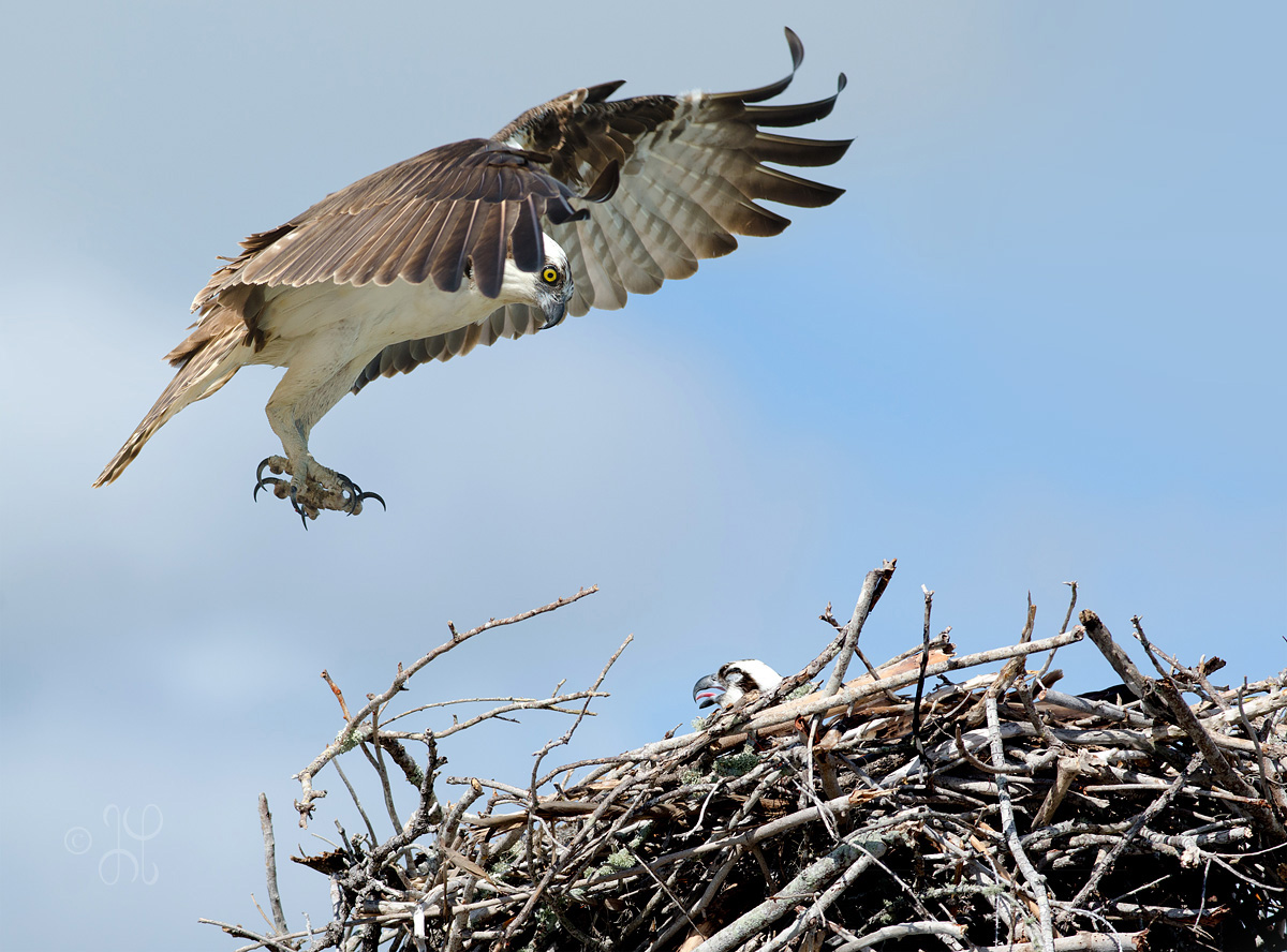 Returning to the nest