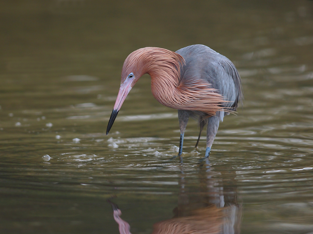 Reddish Egret Hunting