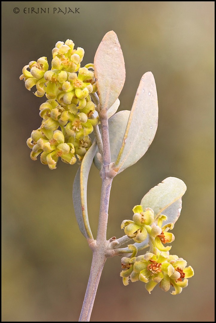 Jojoba Flowers