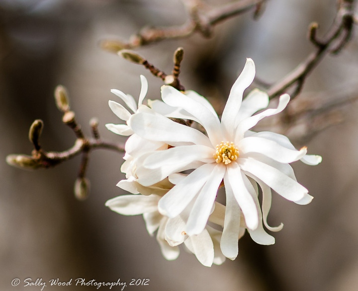 Star Magnolia + repost  
