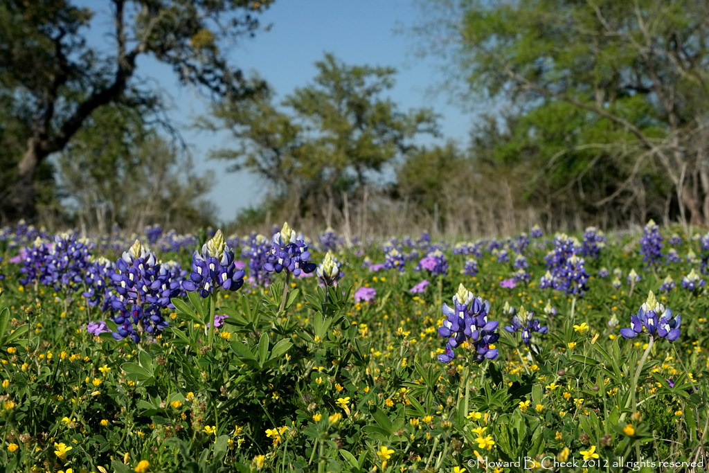 Backyard Bonnets & Repost