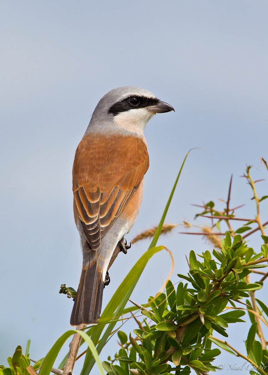 Red-Backed Shrike