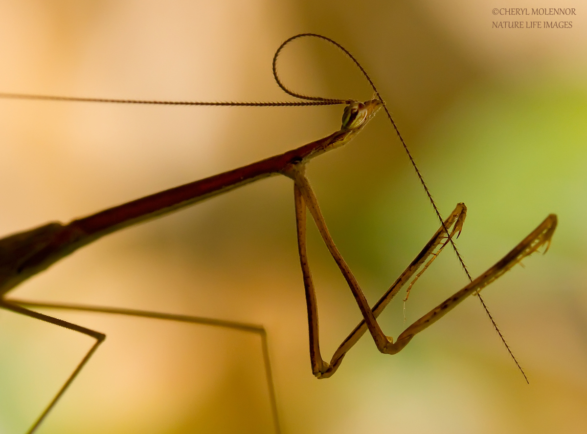 Mantis