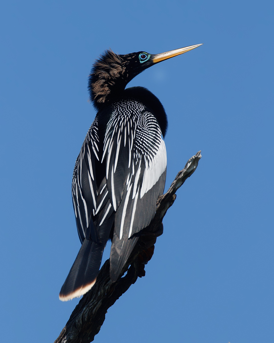 Springtime Anhinga