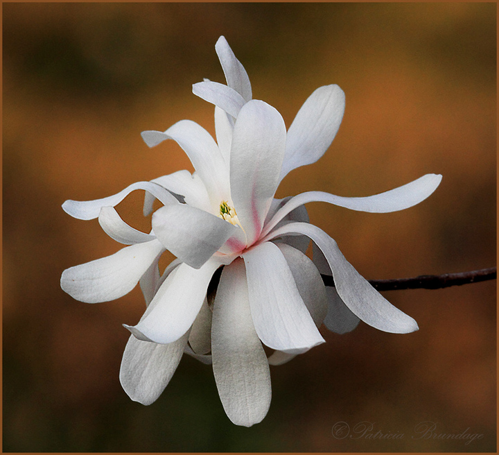 Star Magnolia Bloom