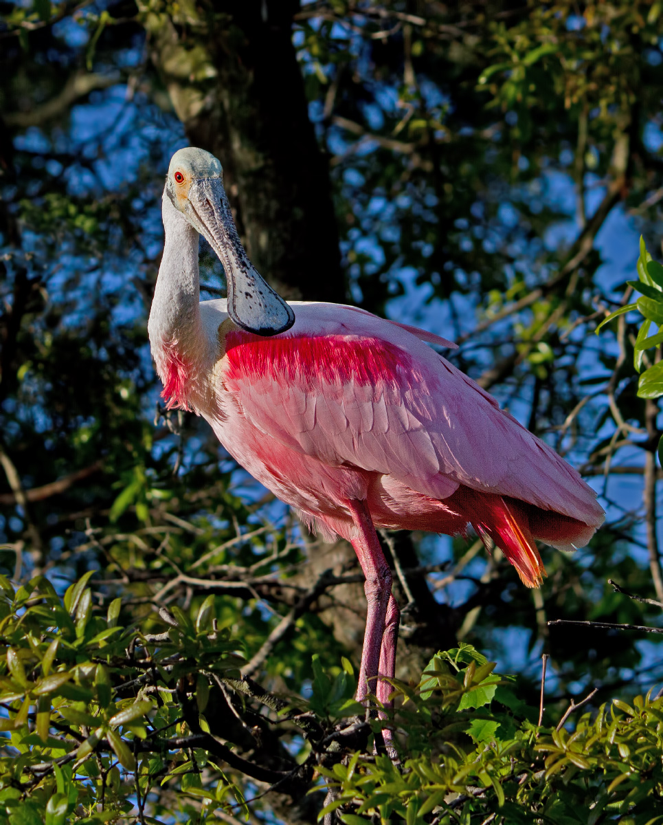 Roseate Spoonbill + Repost