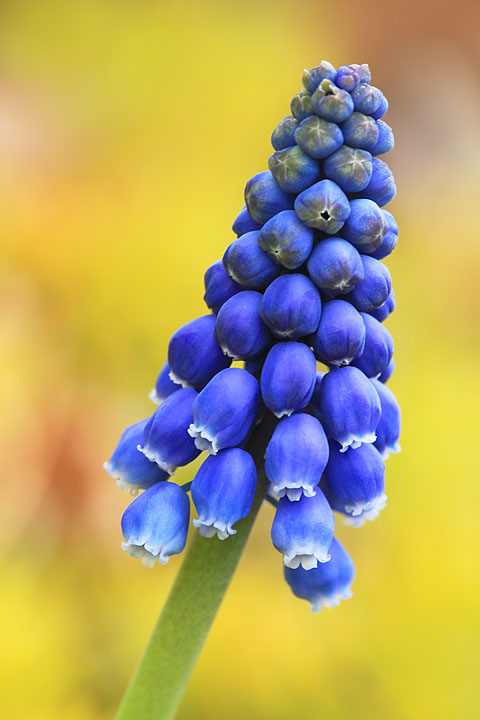 Solitary Bluebell
