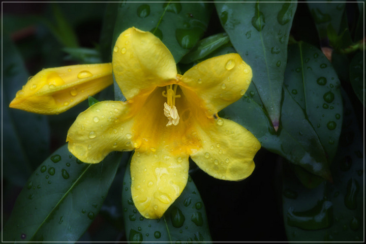 Carolina Jasmine Vine