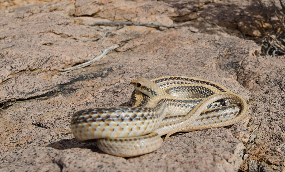 Western Patch-nosed Snak