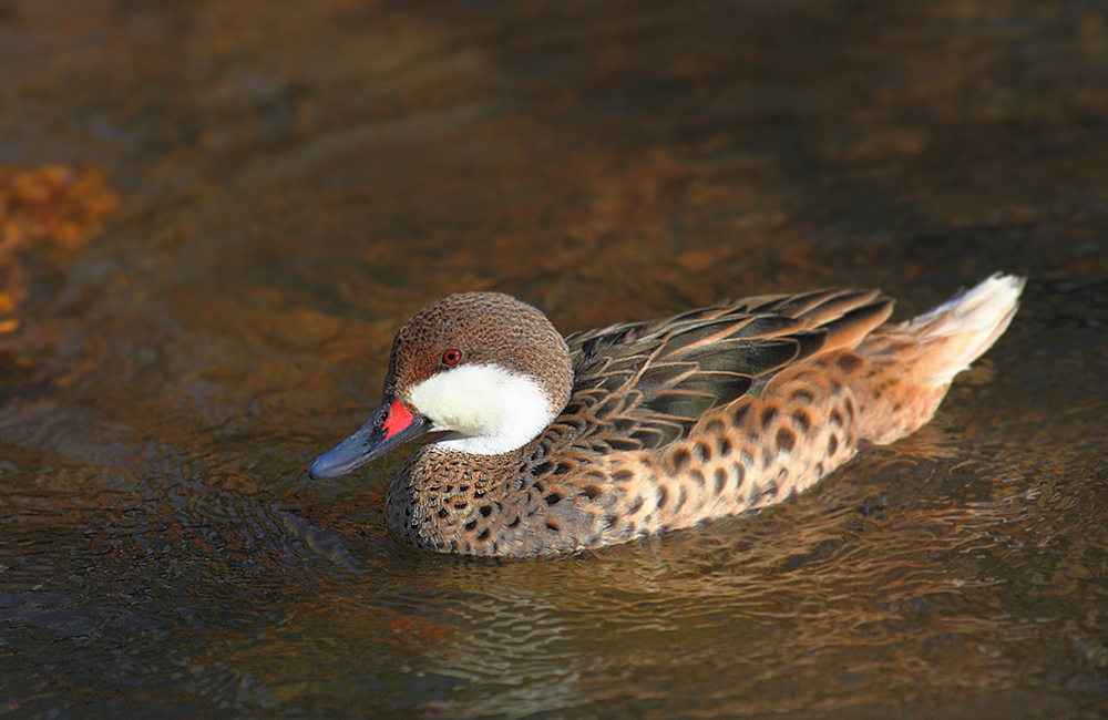Bahama Pintail
