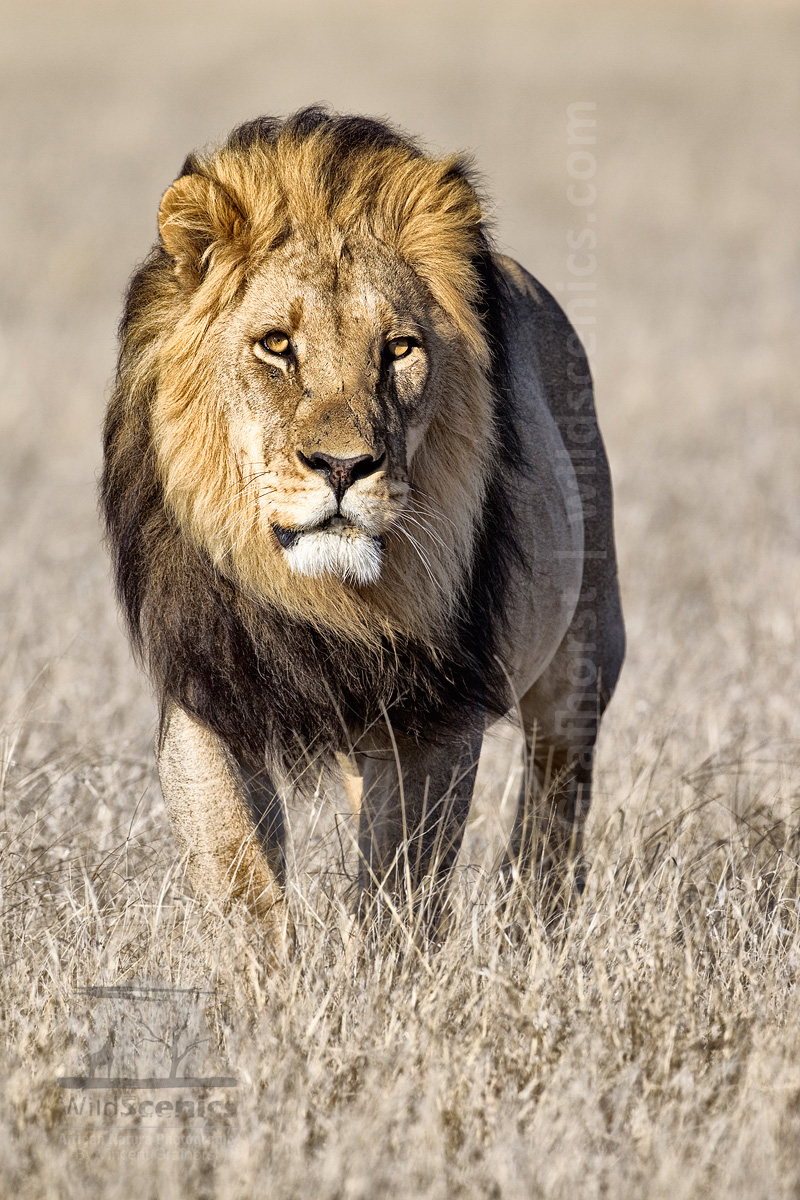 Kalahari King (+alt. versions)