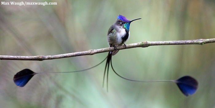 Spatuletail Spread