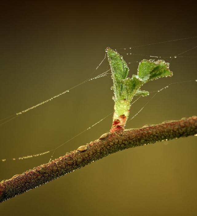 Emergence 