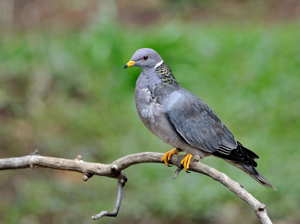 Band-tailed Pigeon