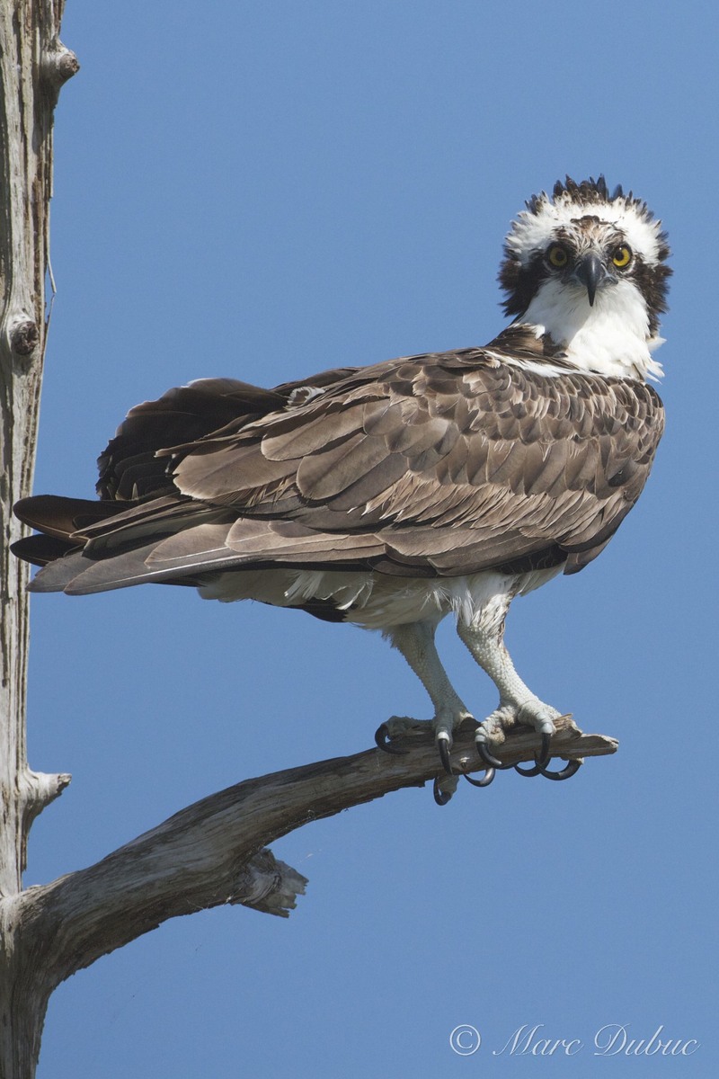 Osprey with a hairstyle