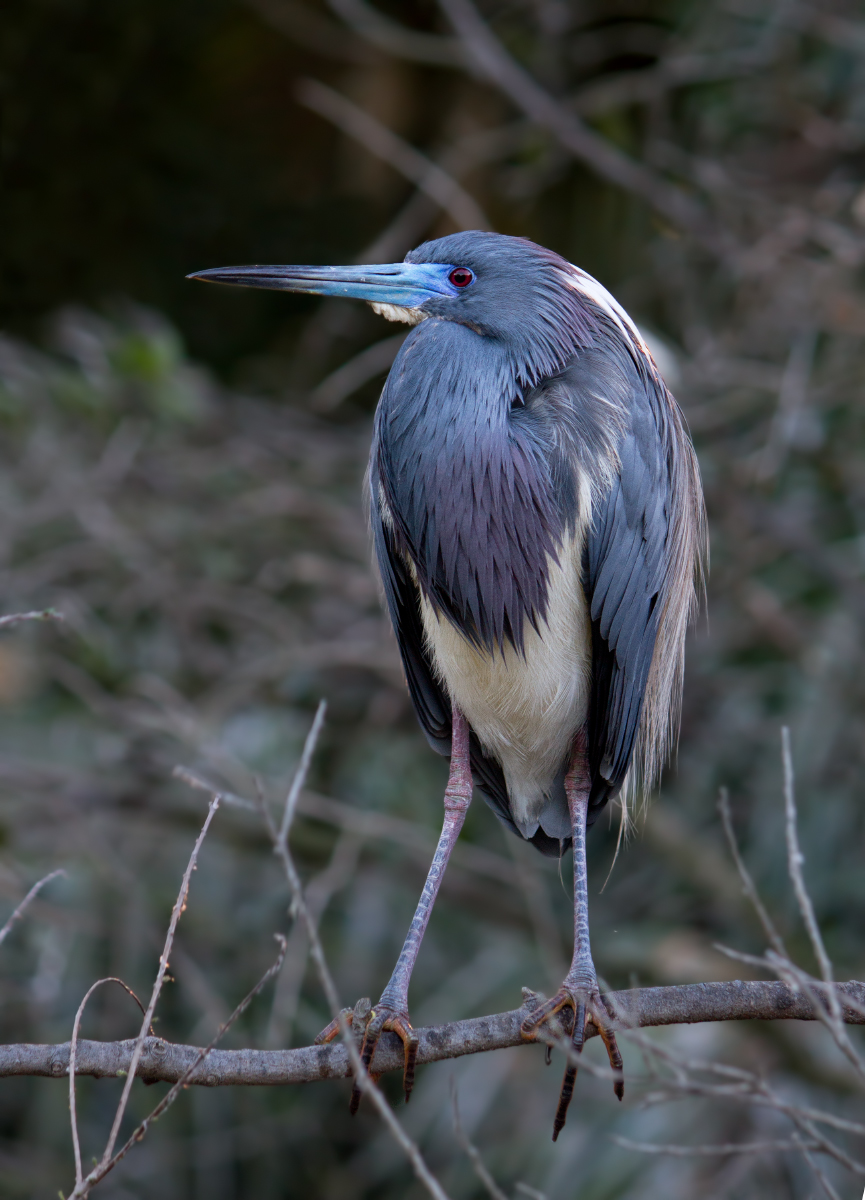 Tricolored Heron + Repost
