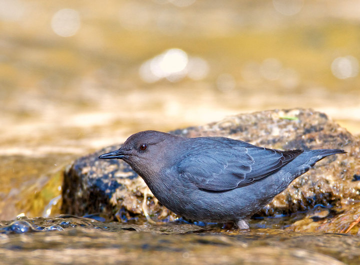 American Dipper