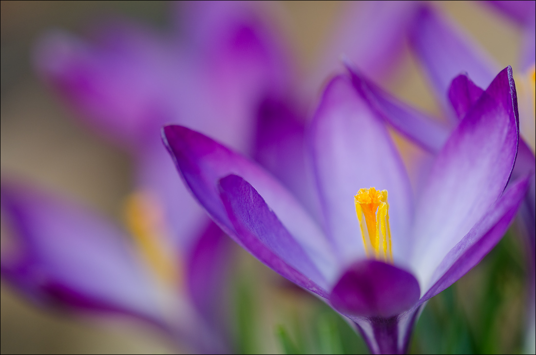 One More Wide View
