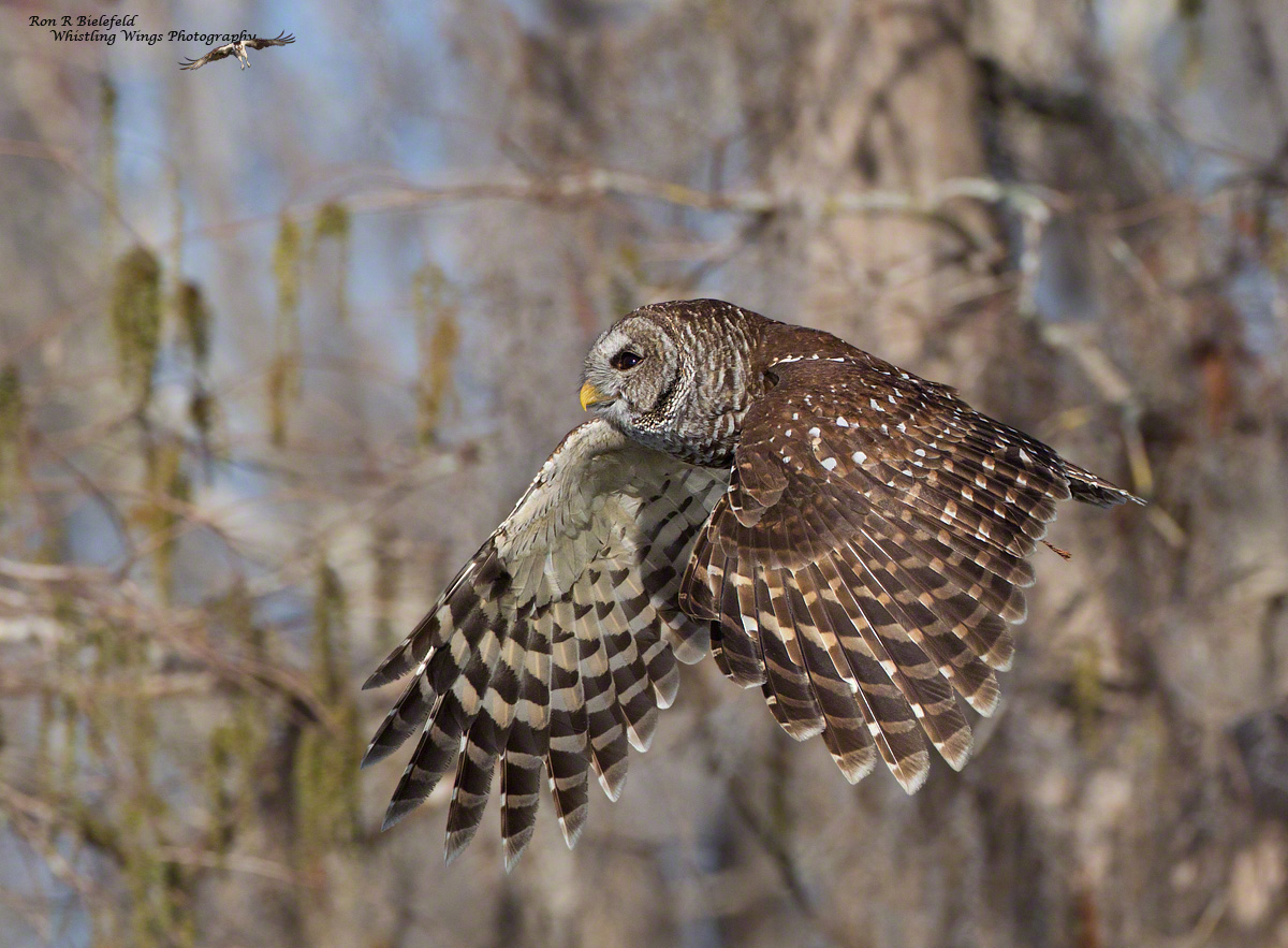 Barred owl