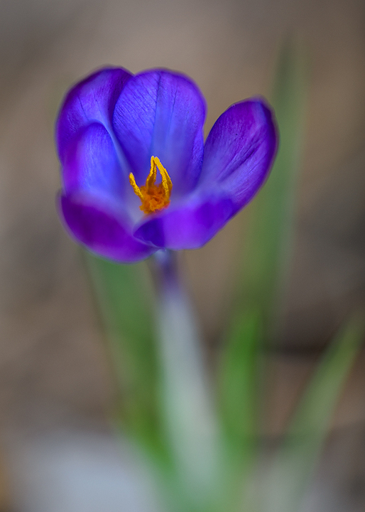 Front yard Crocus