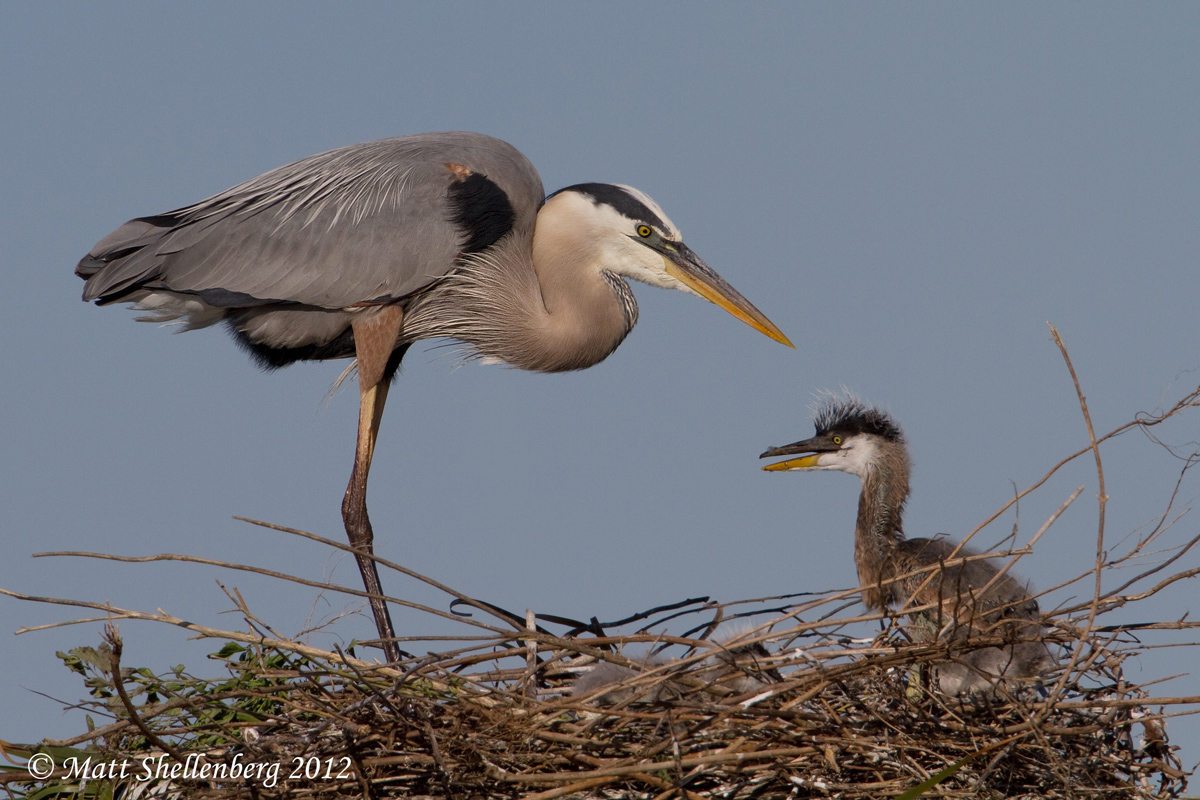 GB Heron with chick
