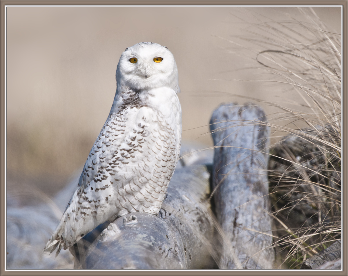 Snowy Owl