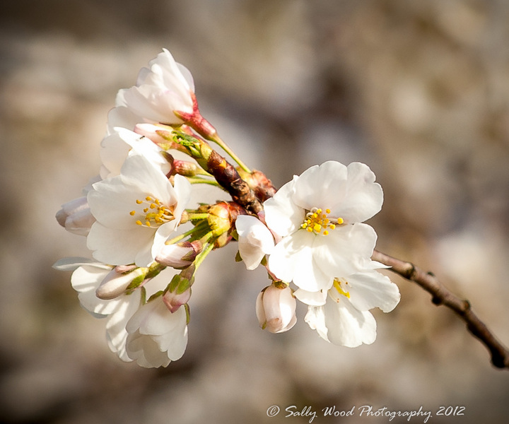 Cherry Blossoms + reposting