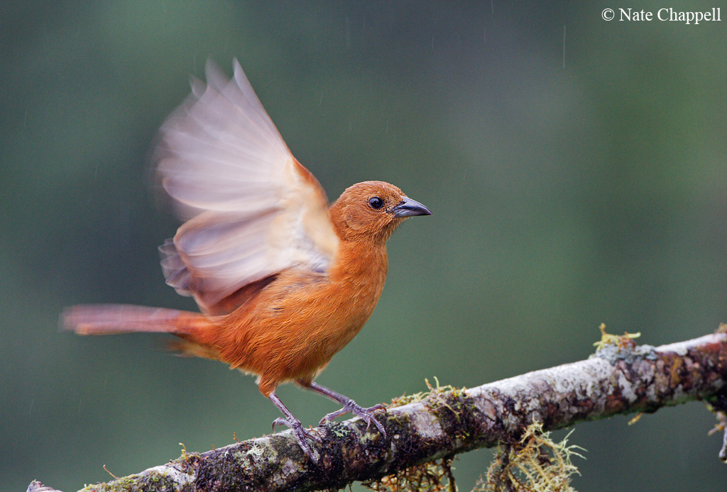 White-lined Tanager