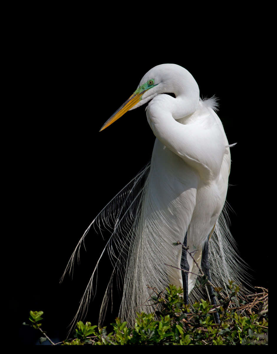 Great Egret