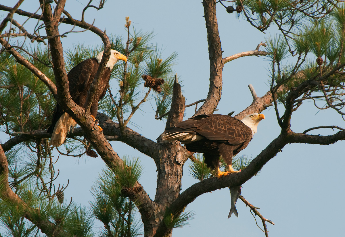 Bald Eagles