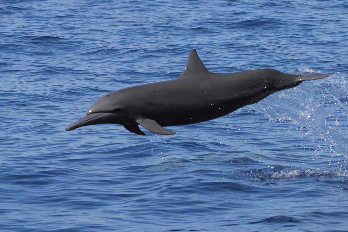 Spinner Dolphin
