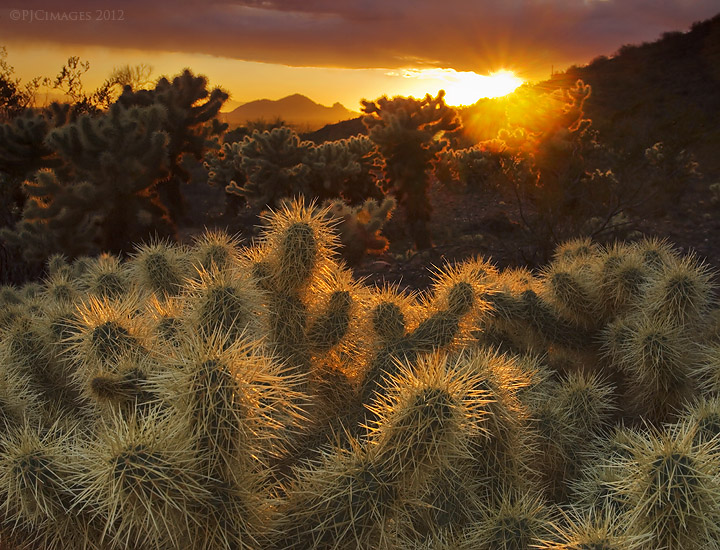 Camelback light