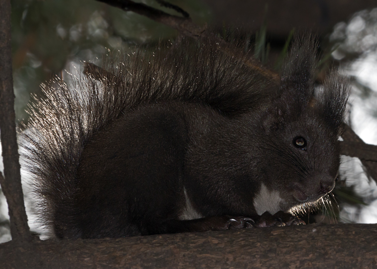 Korean Squirrel
